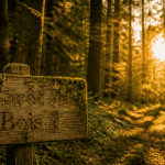 foret bois difference panneau en bois lisiere